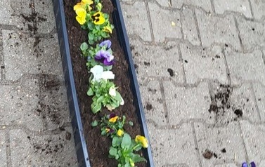 Sadzenie bratk&oacute;w 11