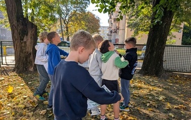 Poznajemy drzewa - 1b 8