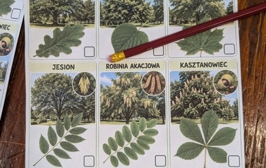 Poznajemy drzewa - 1b 10