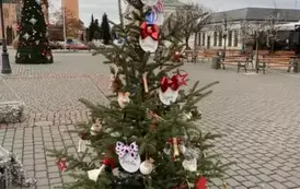 Głosowanie na choinkę nr 17 2