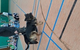 Warsztaty &bdquo;Bezpieczne zachowanie wobec ps&oacute;w&rdquo; 12