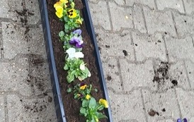 Sadzenie bratk&oacute;w 11