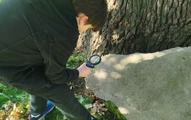 Drzewa pod lupą &ndash; obserwacje przyrodnicze klasy 4a 21